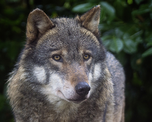 grey wolf