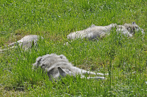 timber wolf