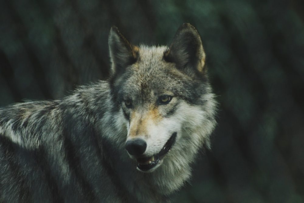 Photo Grey wolf